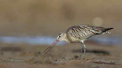 Bar-tailed Godwit