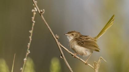 Delicate prinia