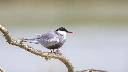 Whiskered Tern