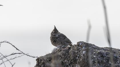 Crested Lark