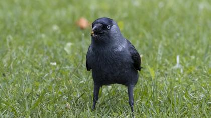 Western Jackdaw