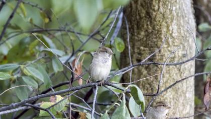 Pale Rockfinch