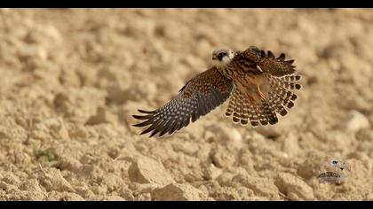 Red-footed Falcon