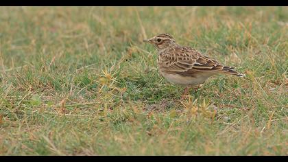 Eurasian Skylark