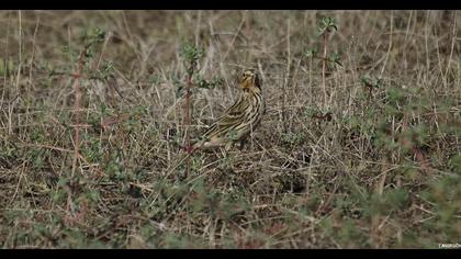 Red-throated Pipit