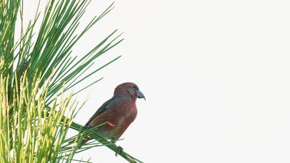 Red Crossbill