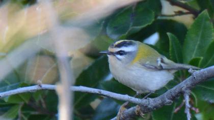 Common Firecrest