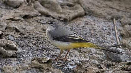 Grey Wagtail