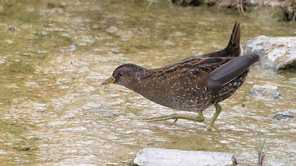 Spotted Crake