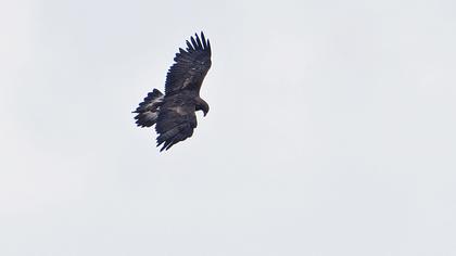 Golden Eagle