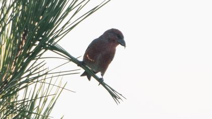 Red Crossbill