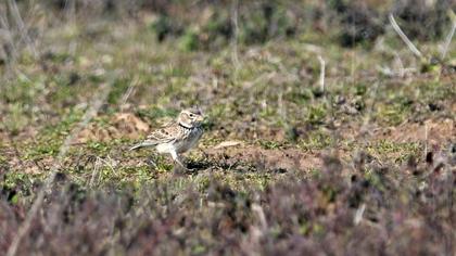 Calandra Lark