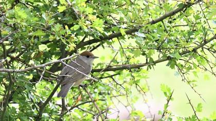 Eurasian Blackcap