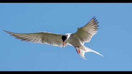 Common Tern