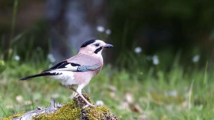 Eurasian Jay