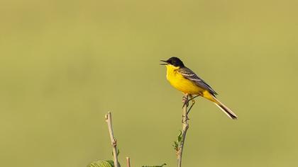 Western Yellow Wagtail