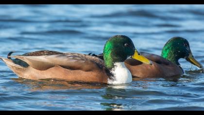 Mallard