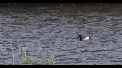 Tufted Duck