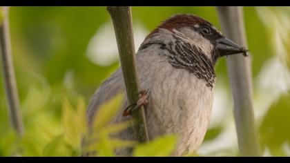 House Sparrow