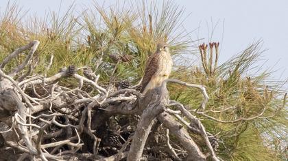 Common Kestrel