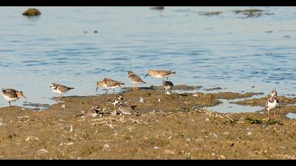 Ruddy Turnstone