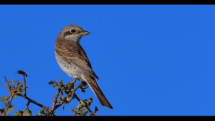 Red-backed Shrike