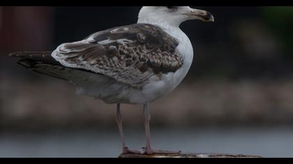 Great Black-backed Gull