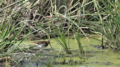 Common Snipe