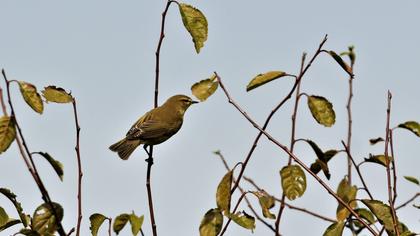 Willow Warbler