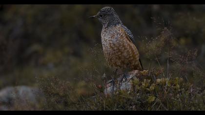 Common Rock Thrush