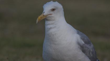 European Herring Gull