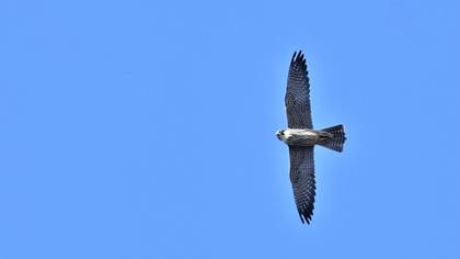 Red-footed Falcon