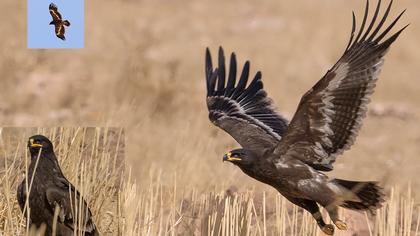 Steppe Eagle