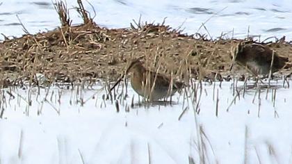 Common Snipe