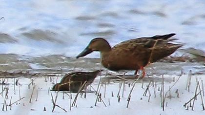 Northern Shoveler