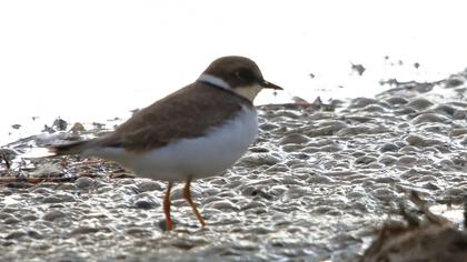 Little Ringed Plover