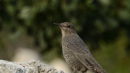 Blue Rock Thrush
