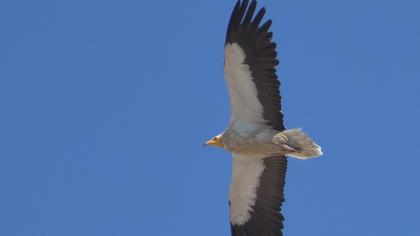 Egyptian Vulture
