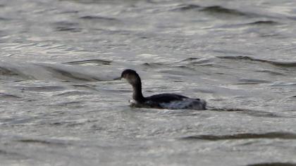 Black-necked Grebe