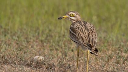Eurasian Stone-curlew