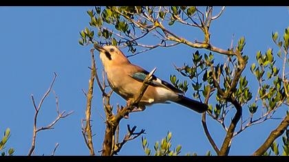 Eurasian Jay