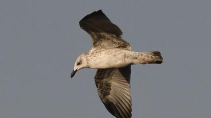 Yellow-legged Gull