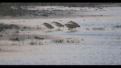 Black-crowned Night Heron