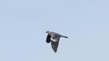 Common Wood Pigeon