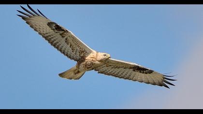 Long-legged Buzzard