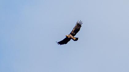 Golden Eagle