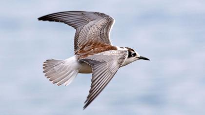 White-winged Tern