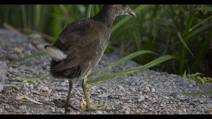 Common Moorhen