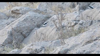 Finsch`s Wheatear