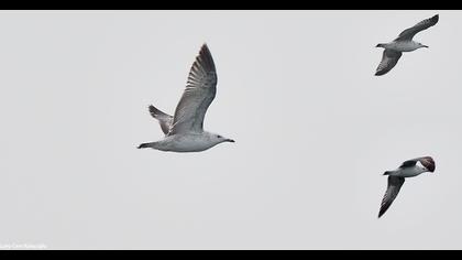 Caspian Gull